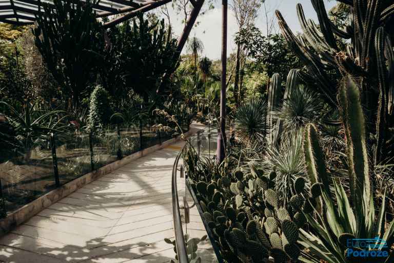Poznań Palm House Photo: view of the interior of the Palm House