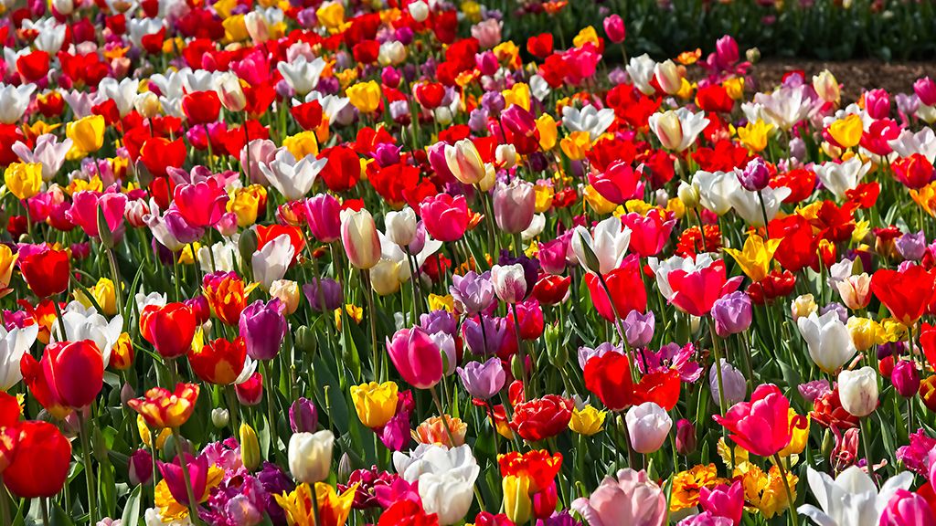 Attractions in Nowy Sacz - the best places to visit Tulips in the Planty