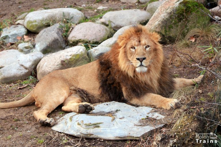 Zoo Zoo